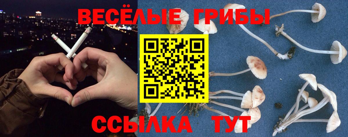 Гусев  Псилоцибиновые грибы GOLDEN TEACHER  Вход с VPN 